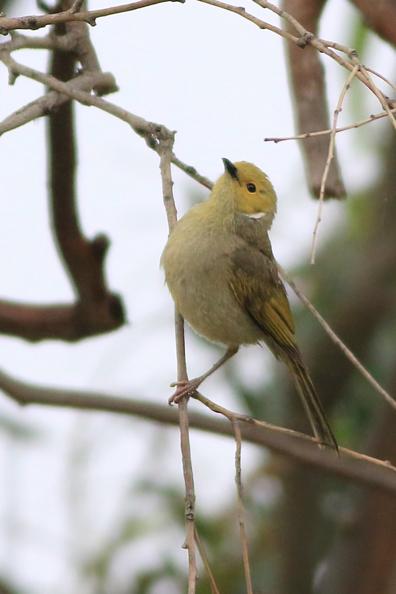 White-plumed Honeyeater - ML647506766