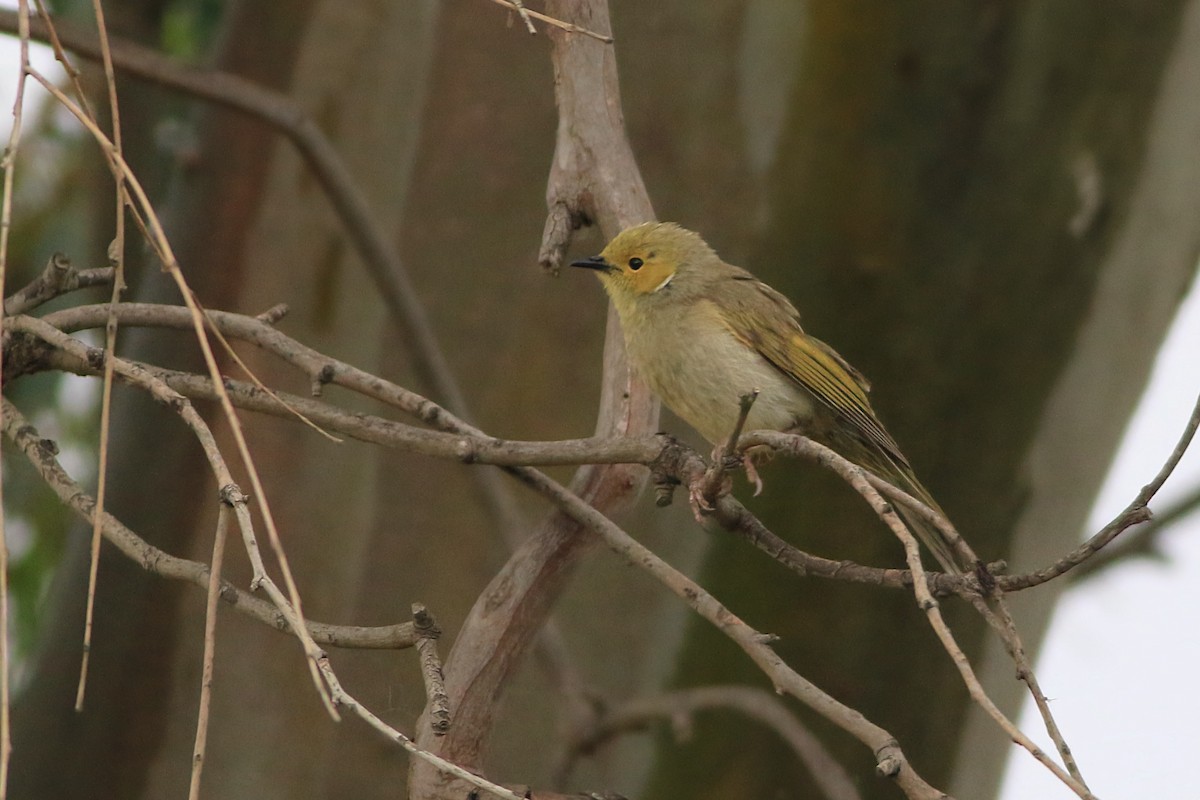 White-plumed Honeyeater - ML647506767