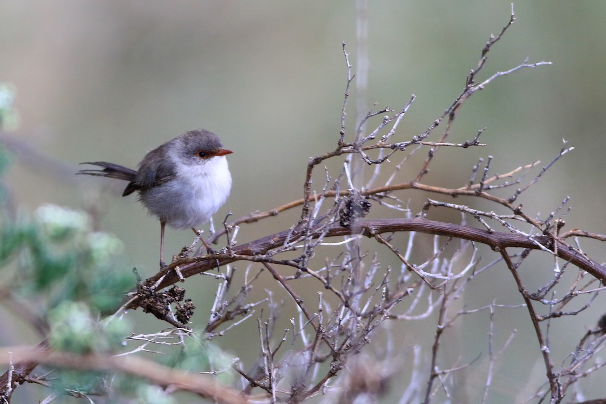Superb Fairywren - ML647506768