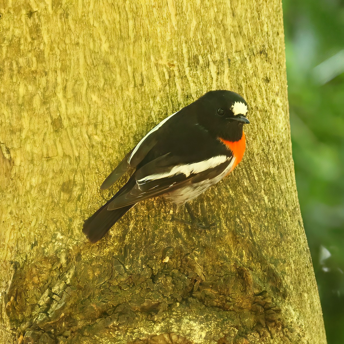 Scarlet Robin - ML647506769