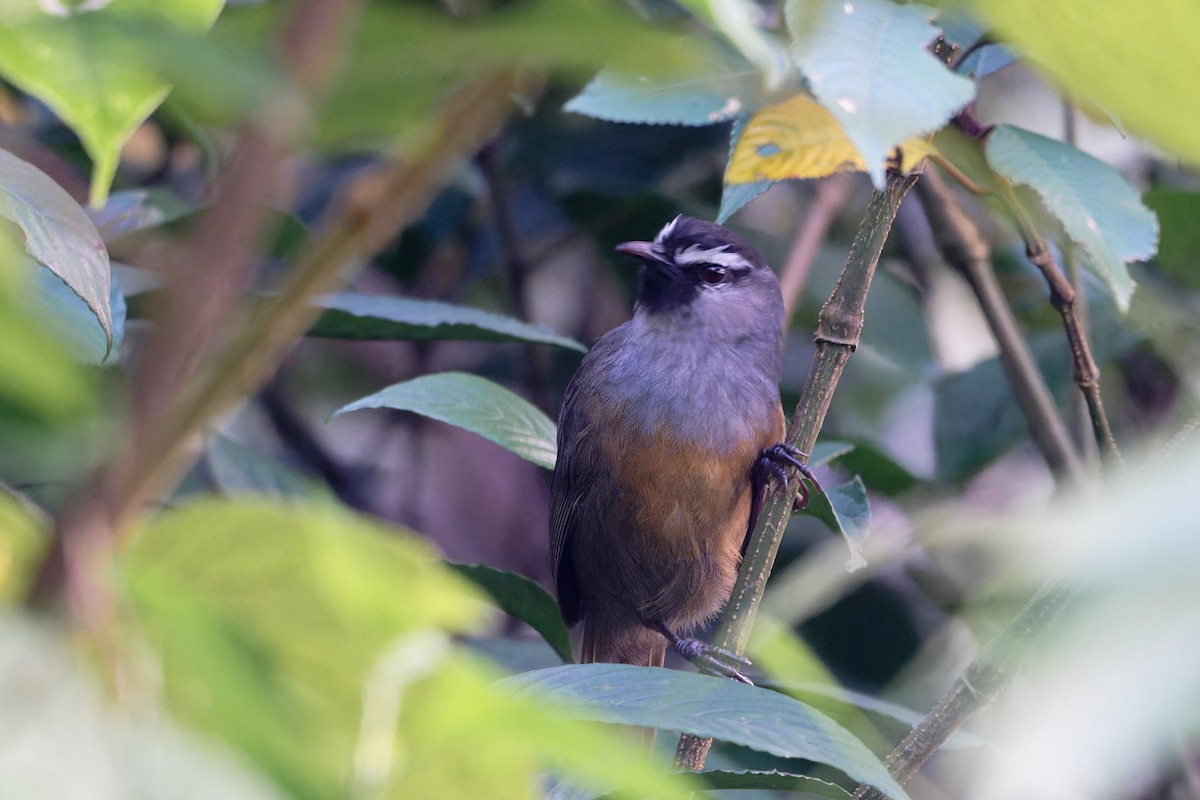 Banasura Laughingthrush - ML647506770