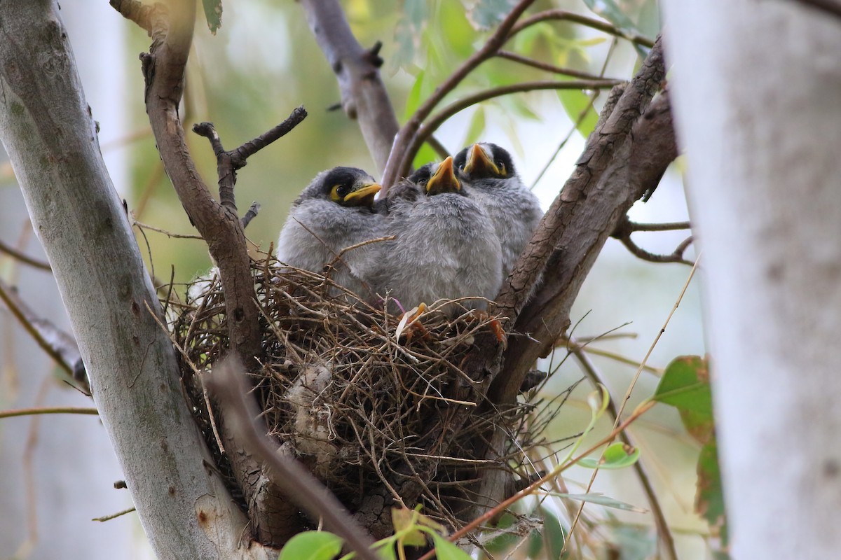 Noisy Miner - ML647506772