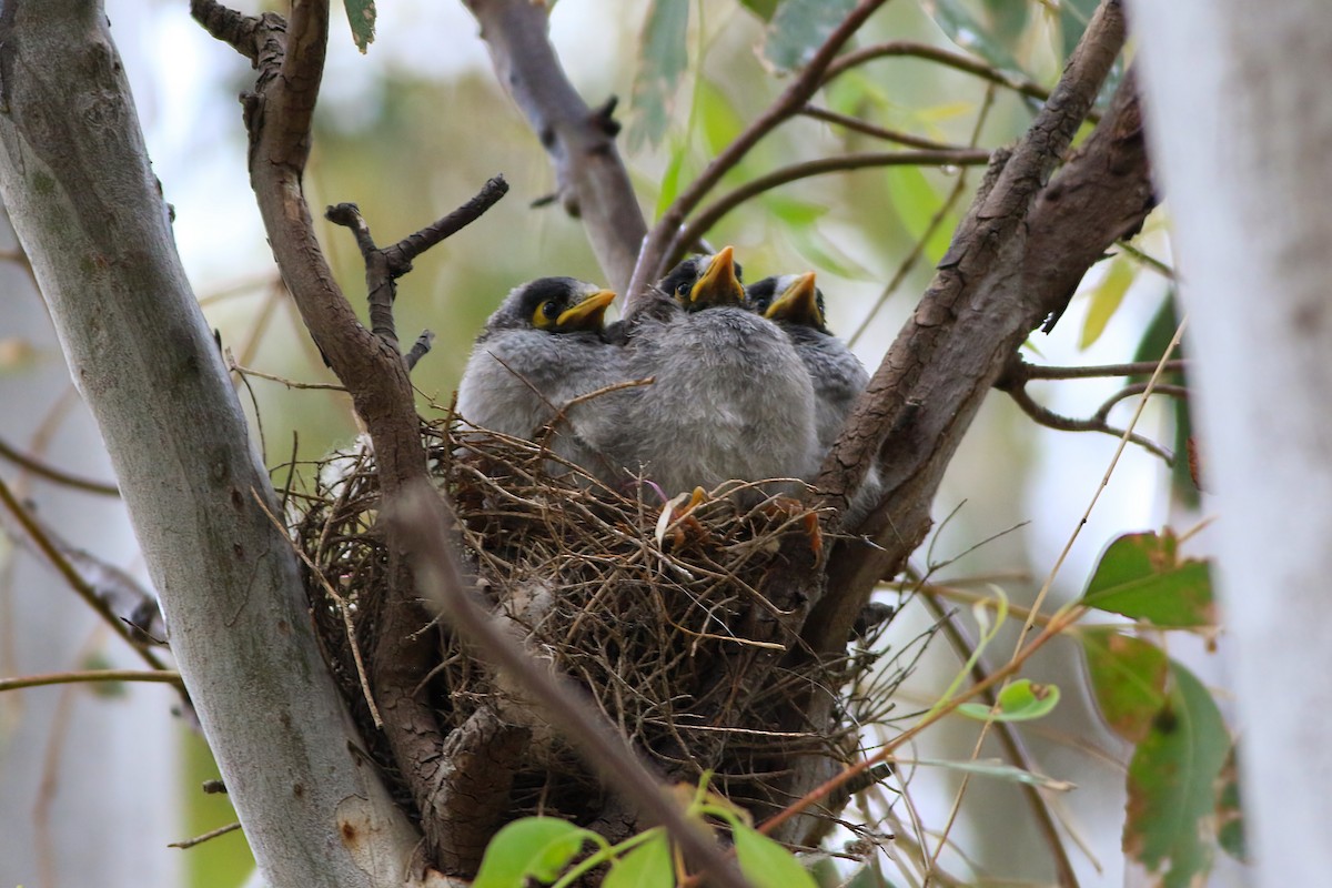 Noisy Miner - ML647506773