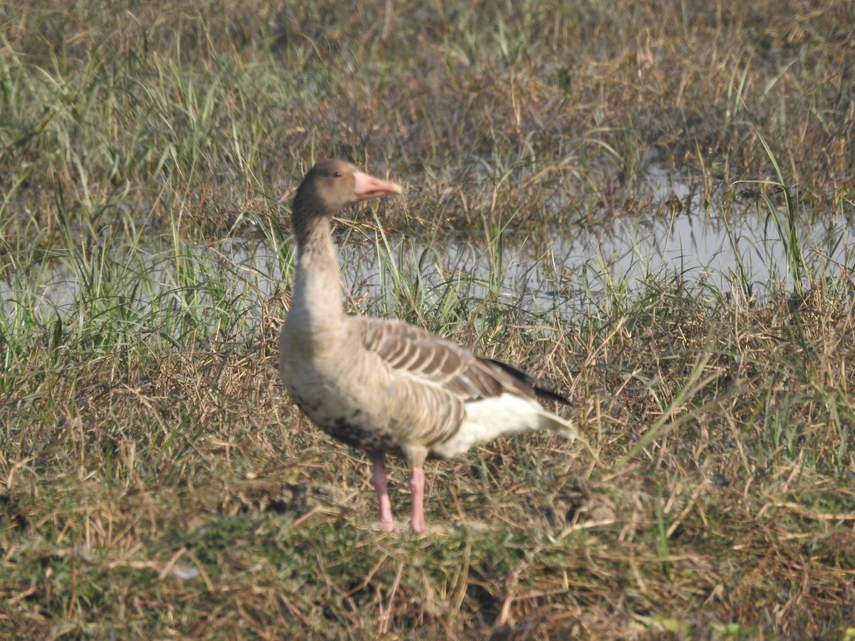 Graylag Goose - ML647506774