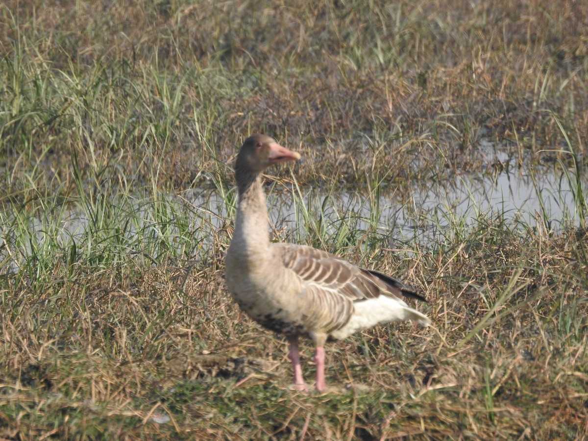 Graylag Goose - ML647506775