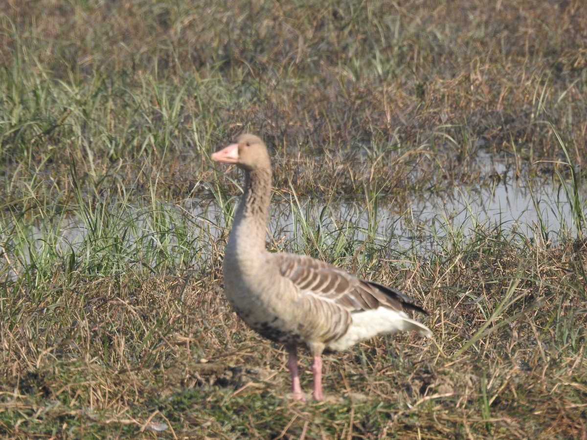 Graylag Goose - ML647506777