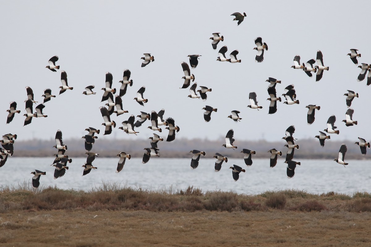 Northern Lapwing - ML647506778