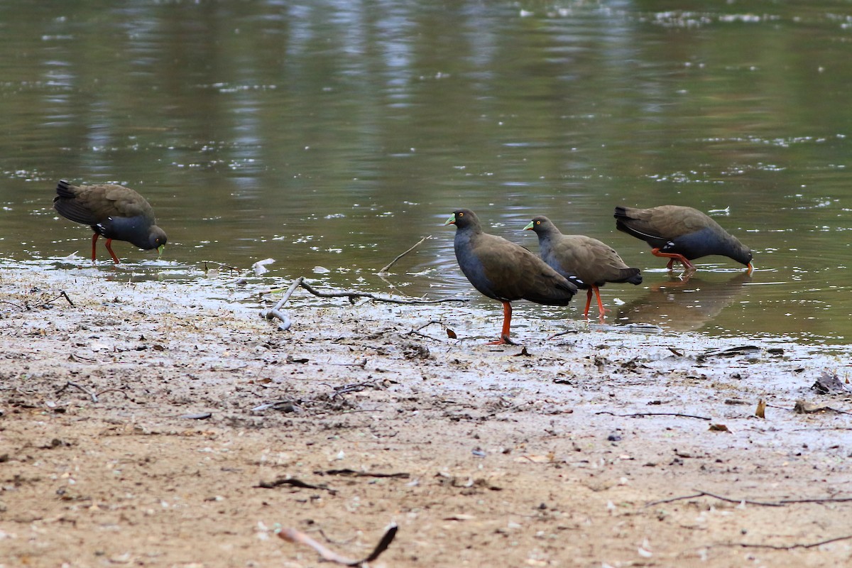 Black-tailed Nativehen - ML647506779