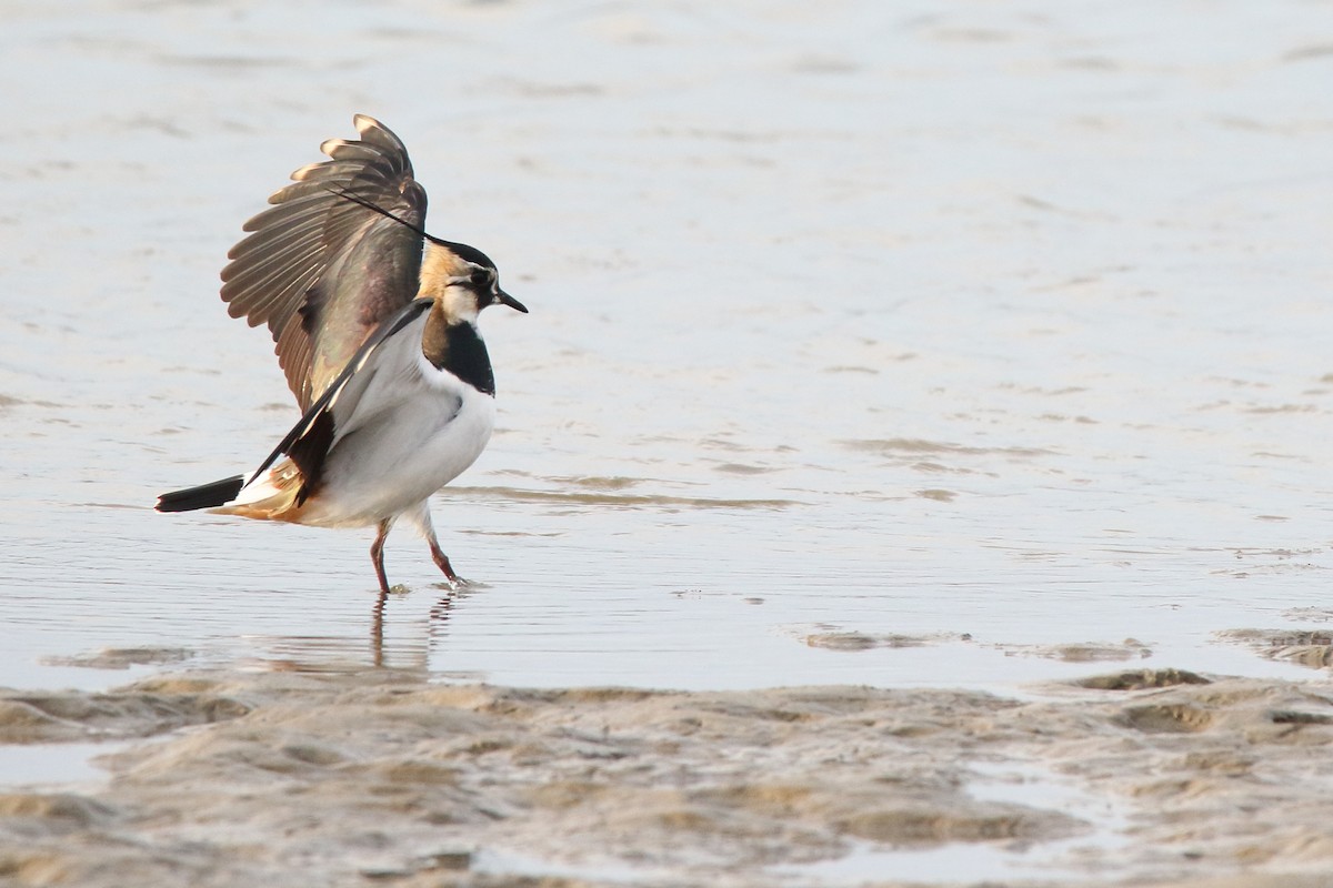 Northern Lapwing - ML647506781