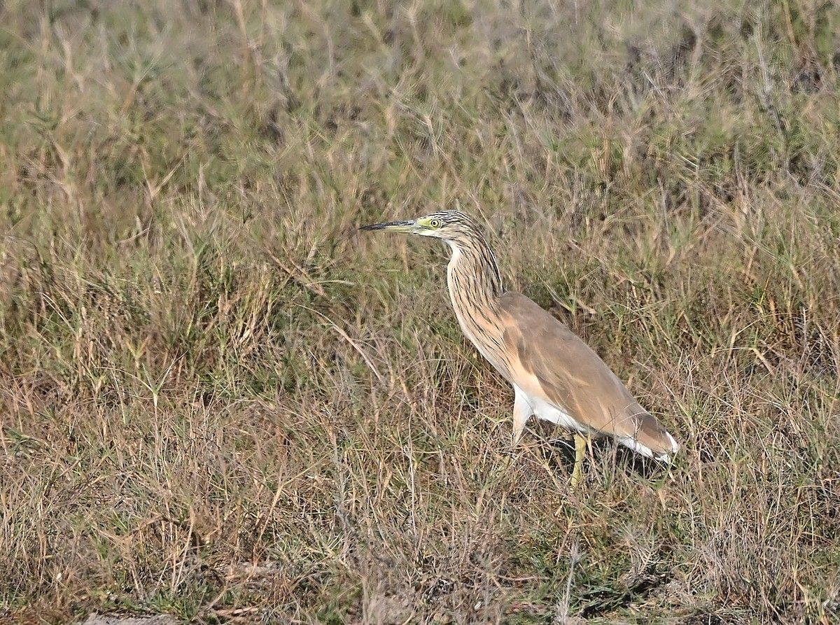 Squacco Heron - ML647506782