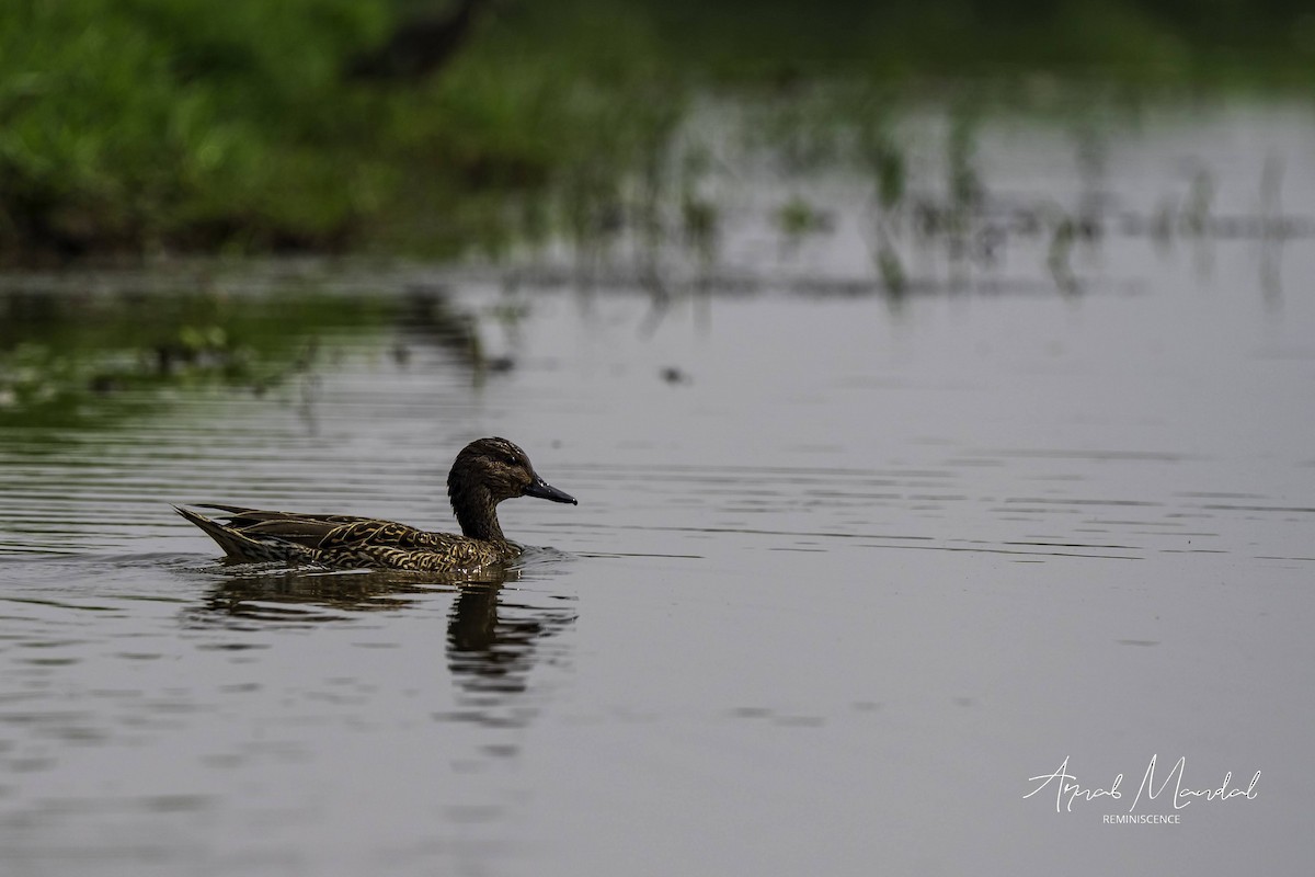 Garganey - ML647506783