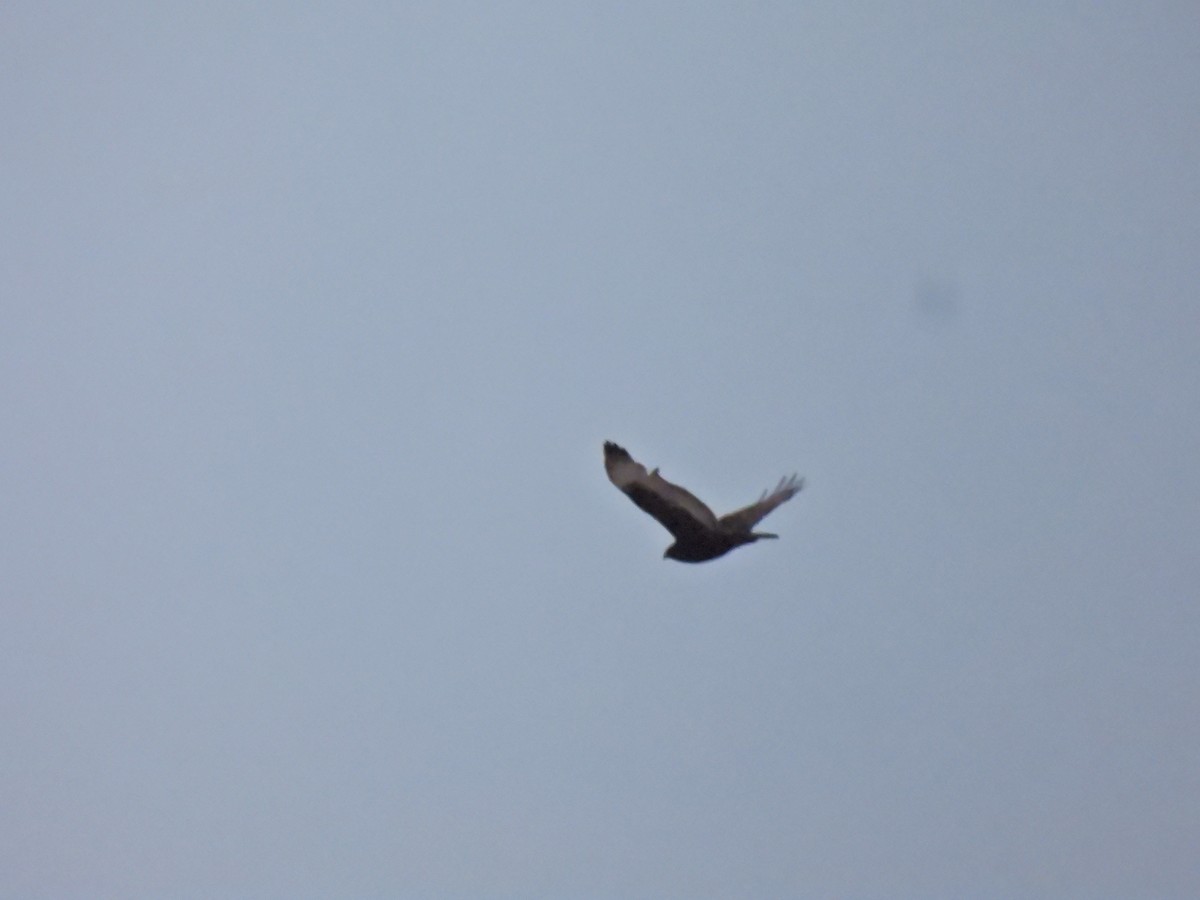 Rough-legged Hawk - ML647506787