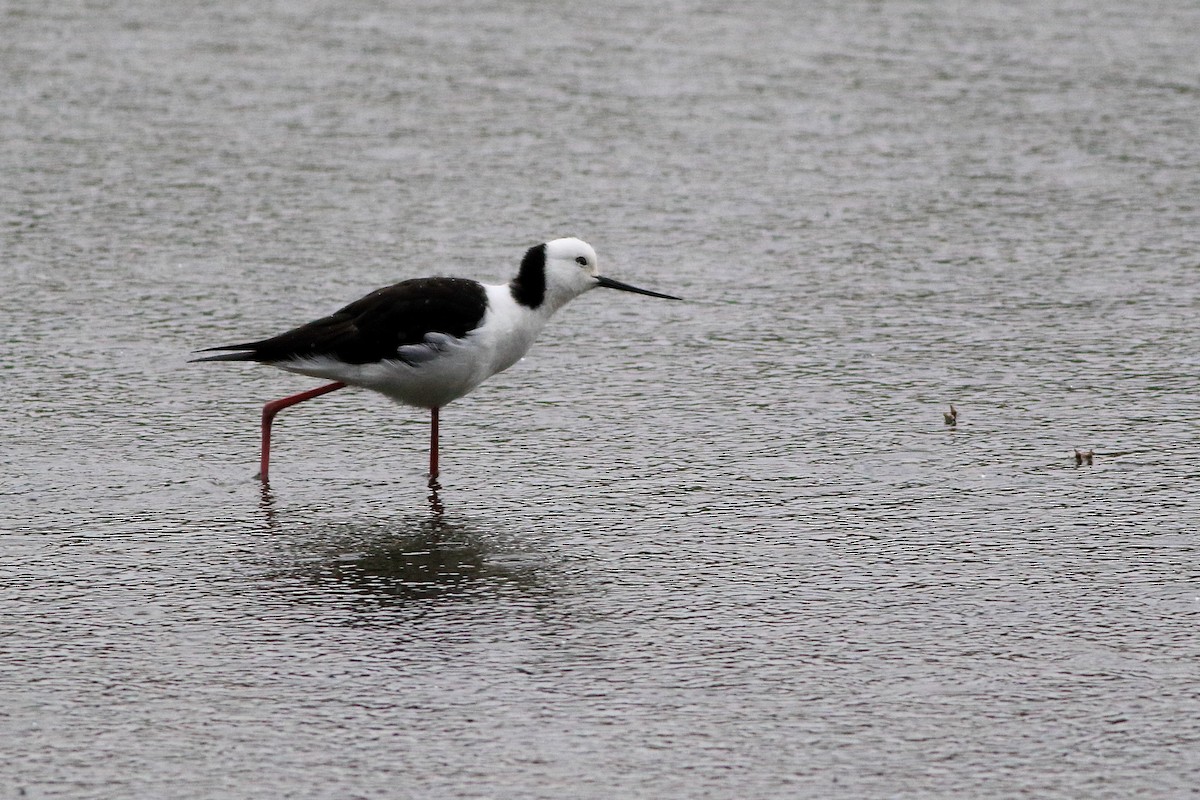Pied Stilt - ML647506788