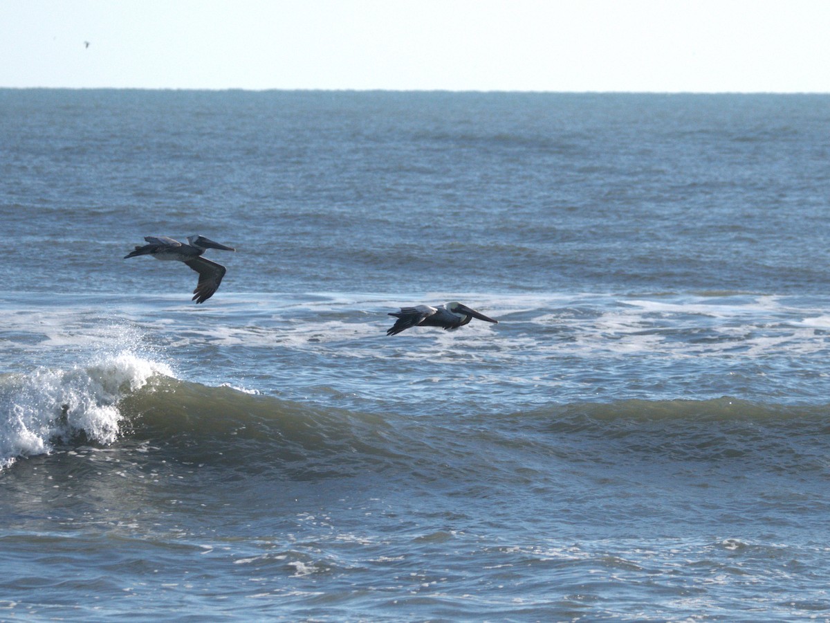 Brown Pelican - ML647506790