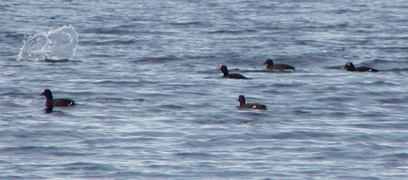 アメリカビロードキンクロ - ML647506799