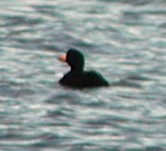 amerikasvartand - ML647506802