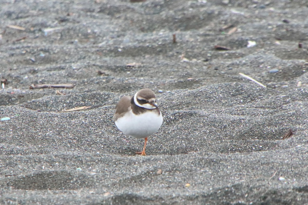 sandlo - ML647506804