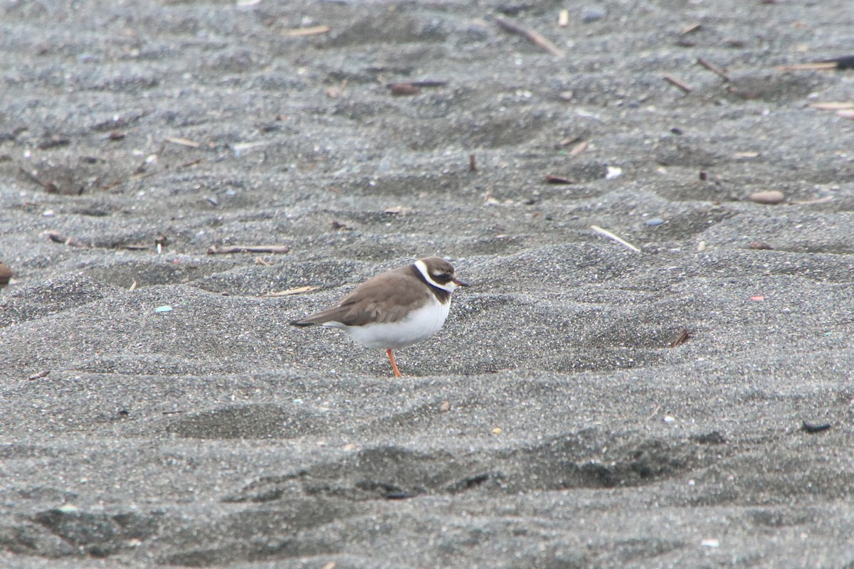 sandlo - ML647506805