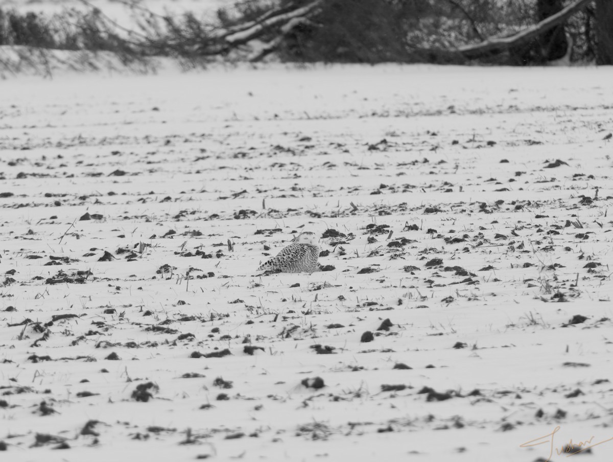 Snowy Owl - ML647506815