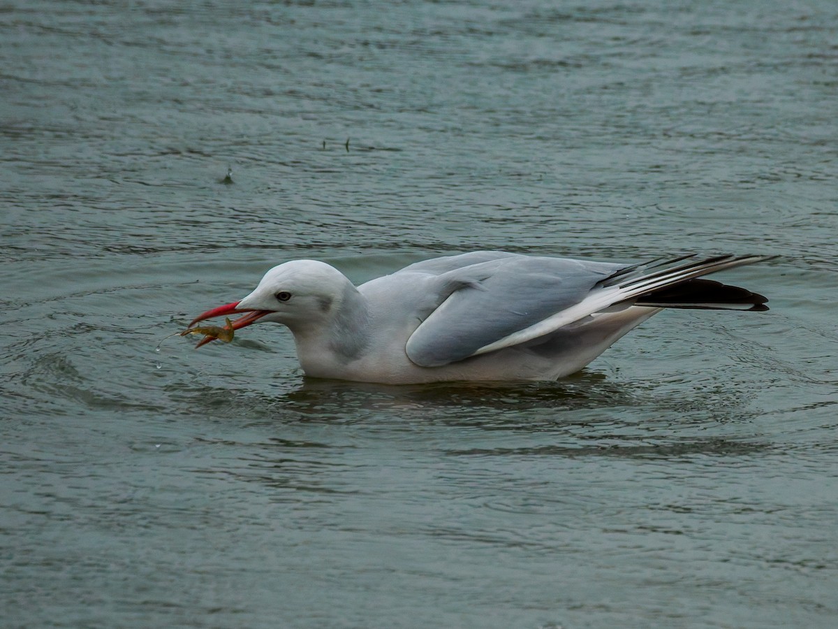 Slender-billed Gull - ML647506829