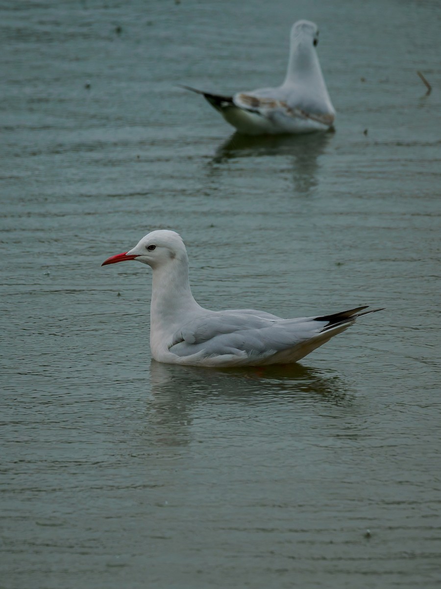 Slender-billed Gull - ML647506830