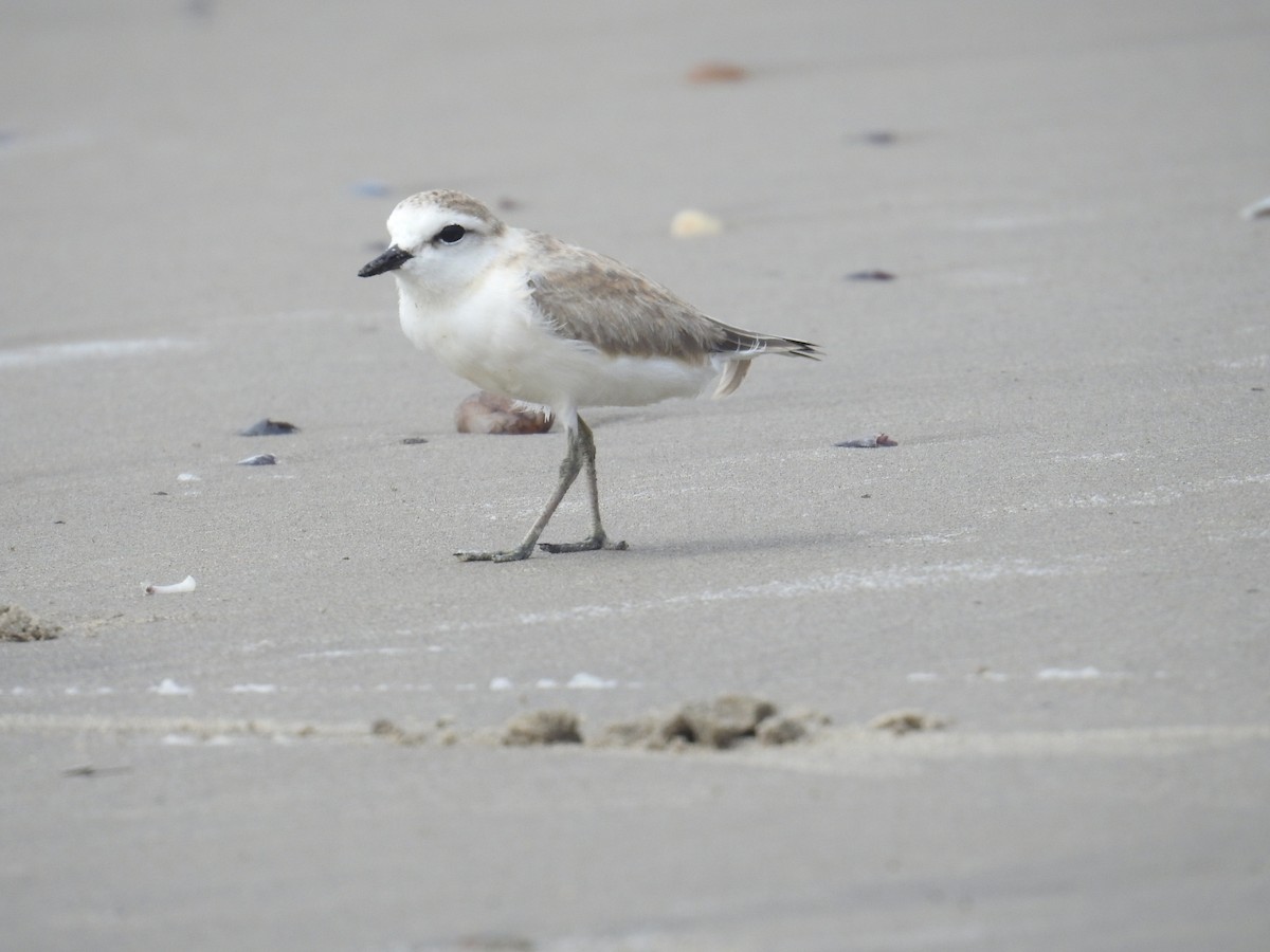 White-fronted Plover - ML647506836