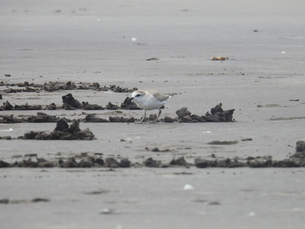 White-fronted Plover - ML647506837