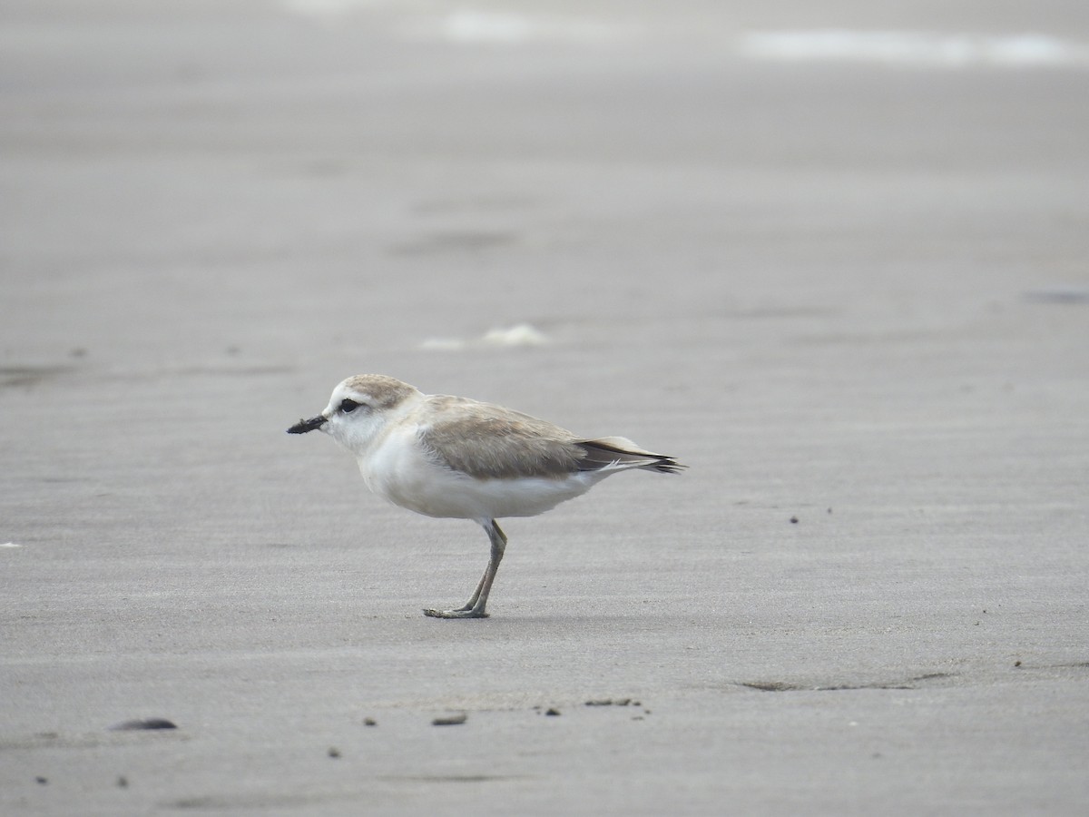 White-fronted Plover - ML647506838