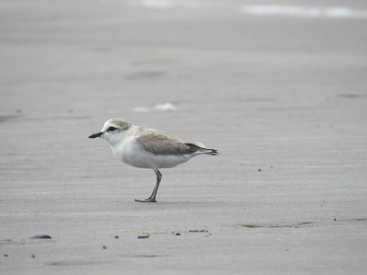 White-fronted Plover - ML647506839