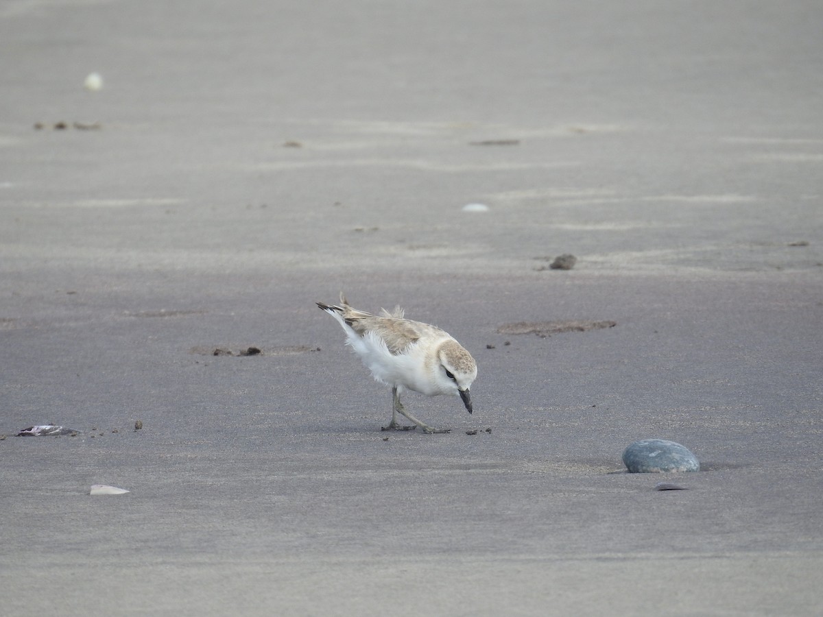 White-fronted Plover - ML647506840