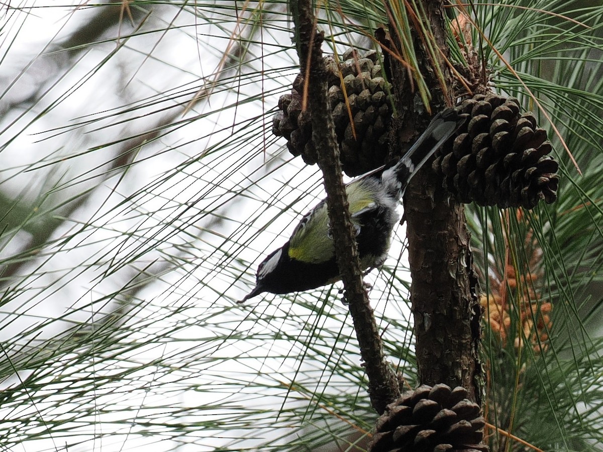 Mésange montagnarde - ML647506857