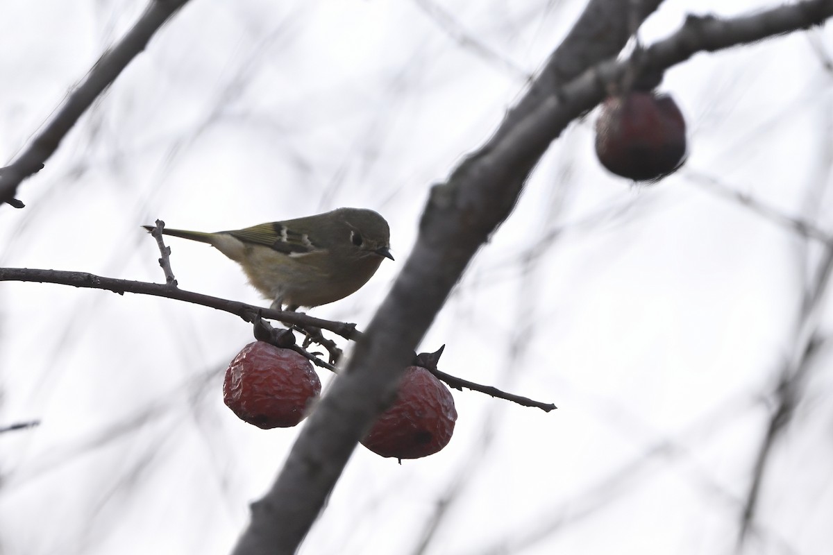 Ruby-crowned Kinglet - ML647506892