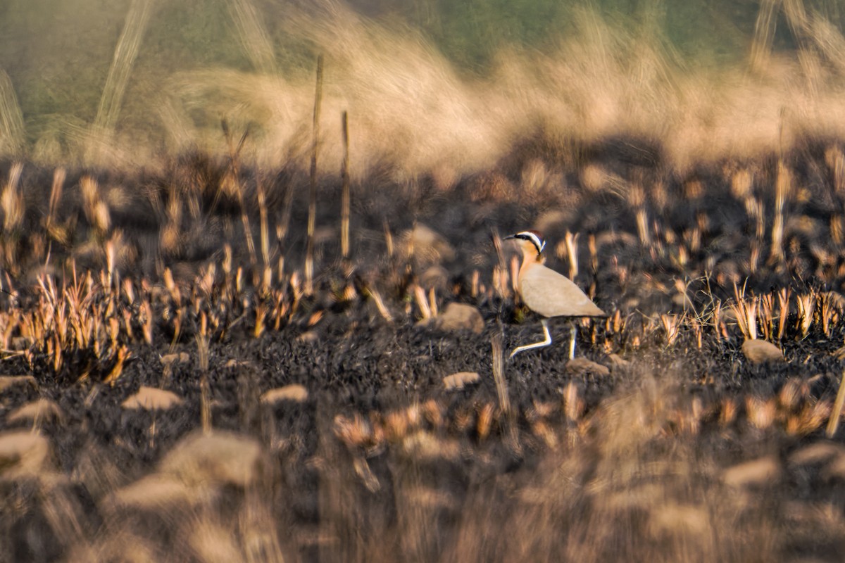 Indian Courser - ML647506893