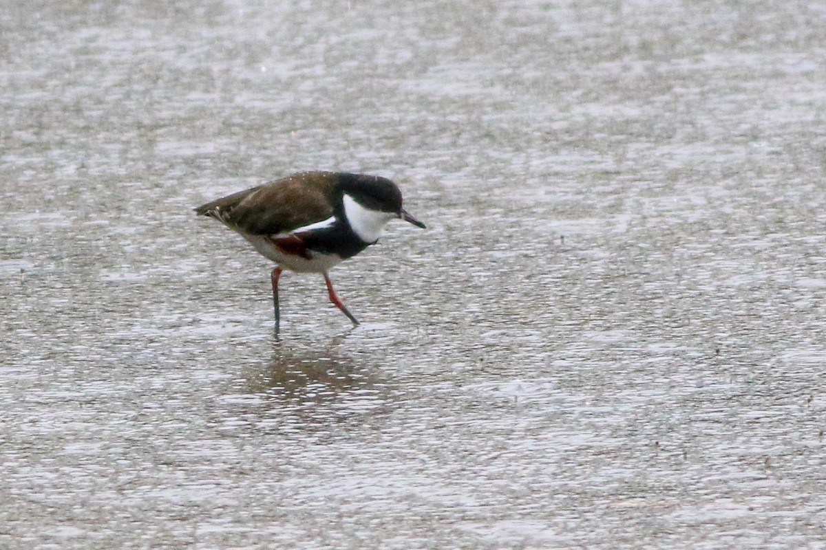 Red-kneed Dotterel - ML647506907