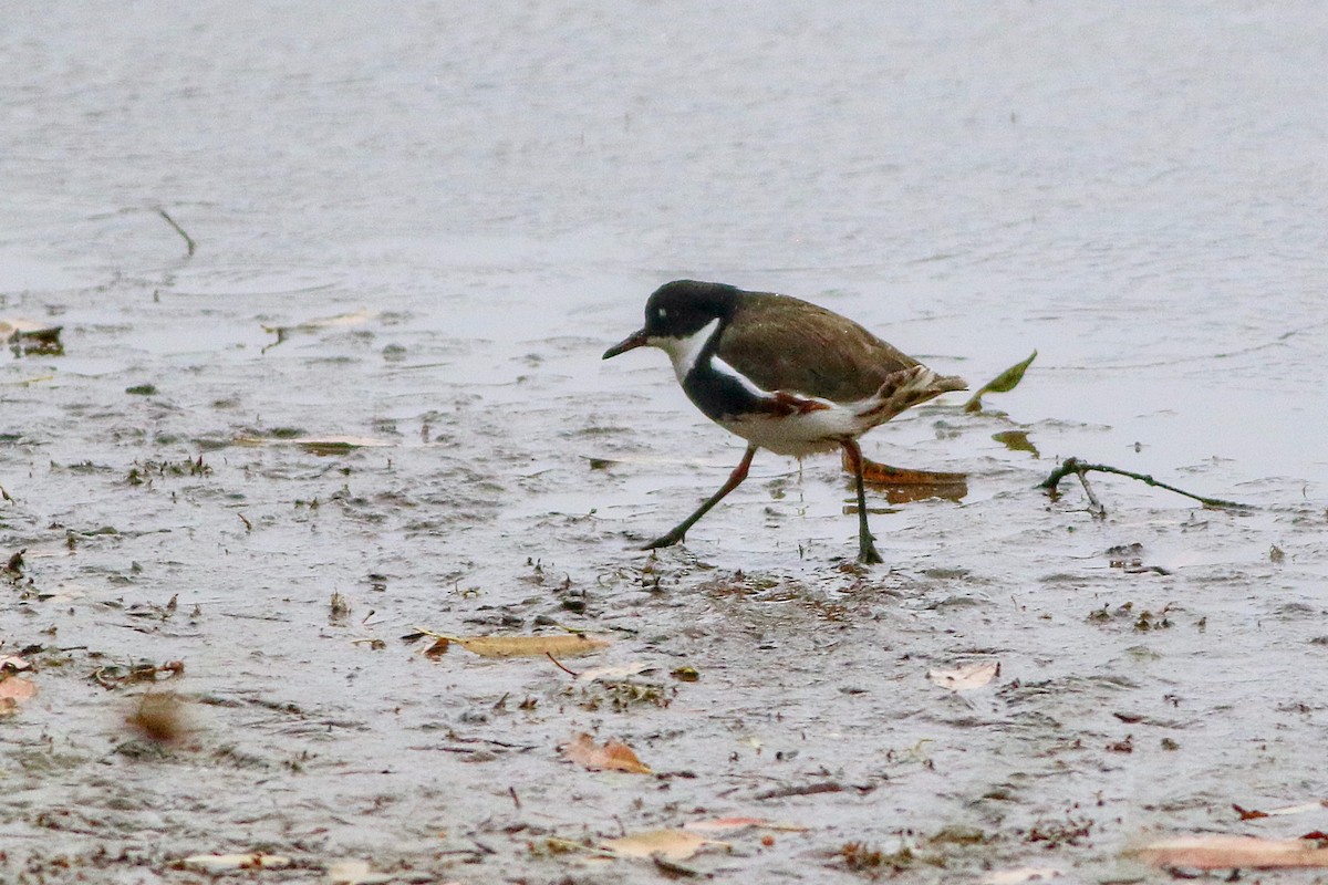 Red-kneed Dotterel - ML647506908