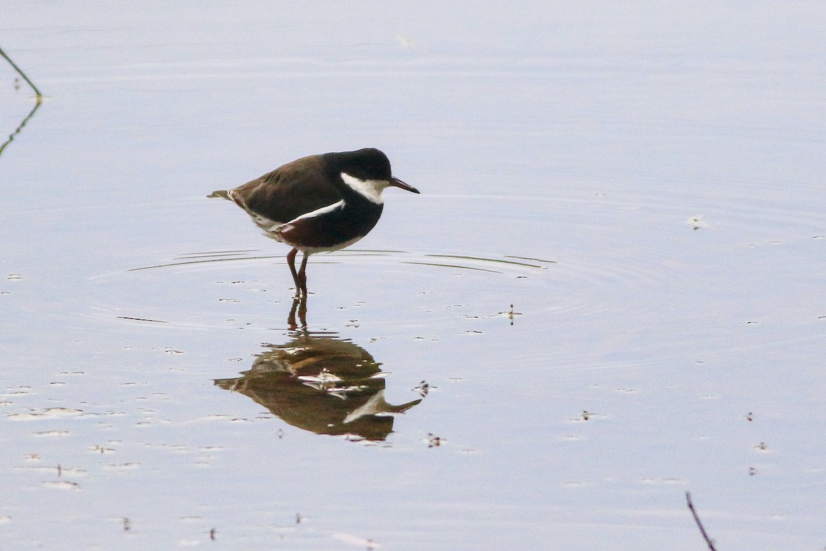 Red-kneed Dotterel - ML647506909