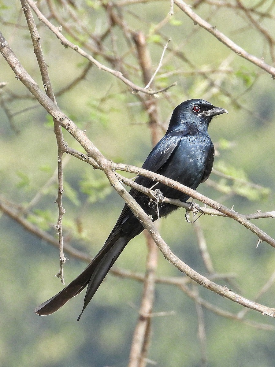 drongo černý - ML647506925