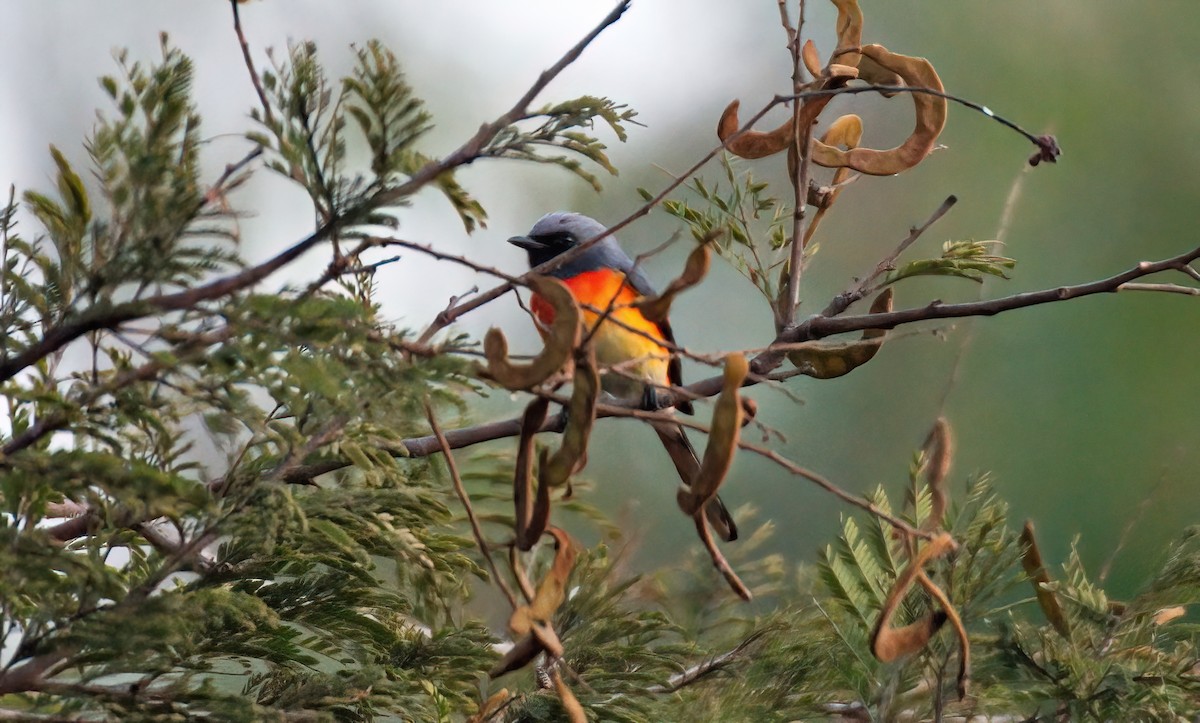 Small Minivet - ML647506954