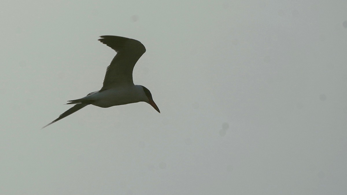 Caspian Tern - ML647506968