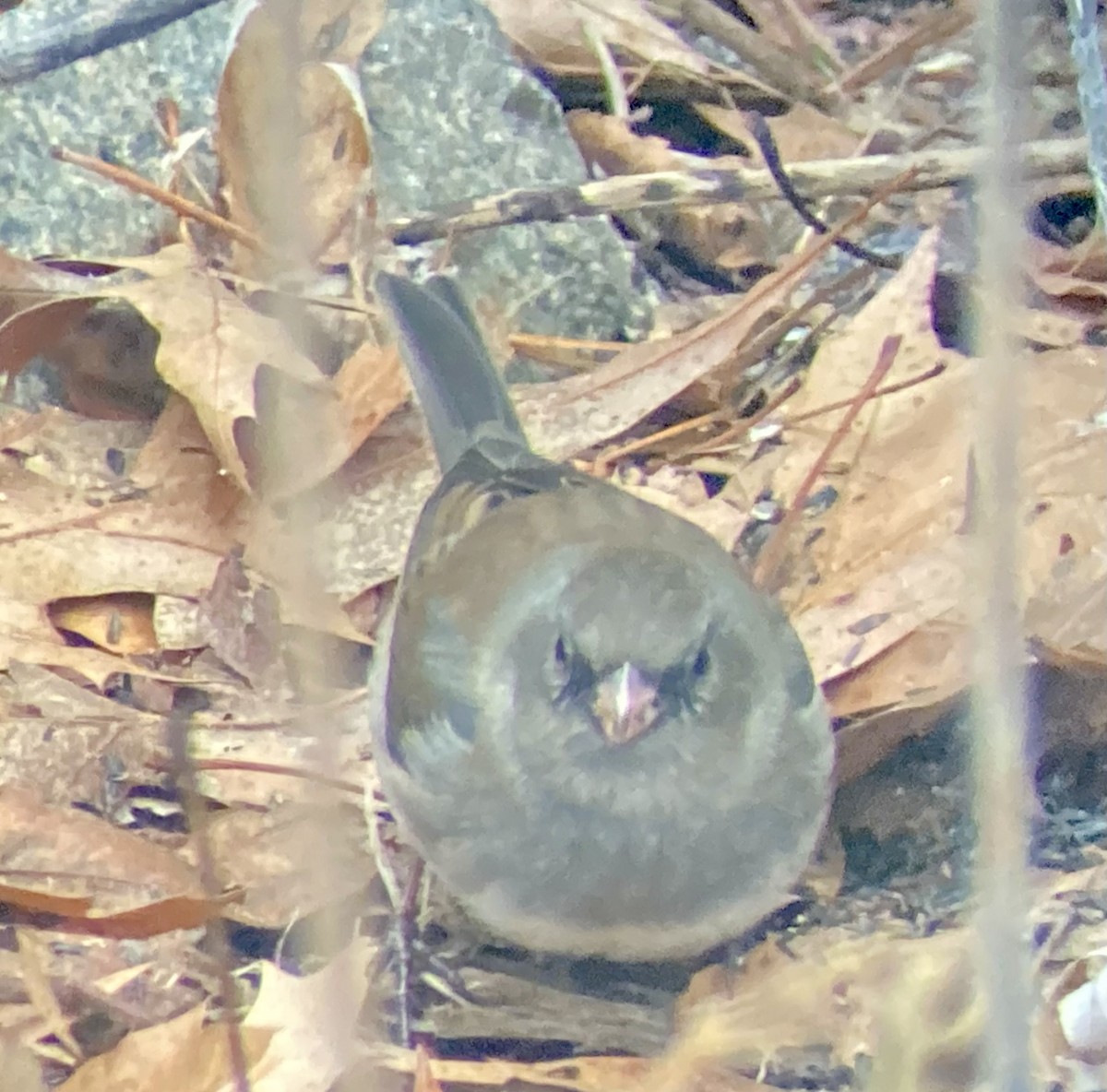 Dark-eyed Junco (Slate-colored) - ML647506969