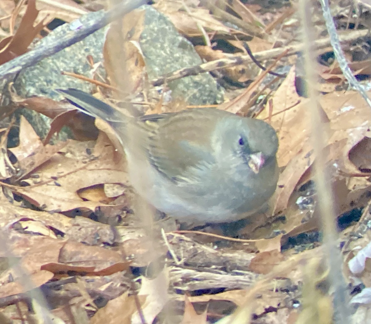 Dark-eyed Junco (Slate-colored) - ML647506971