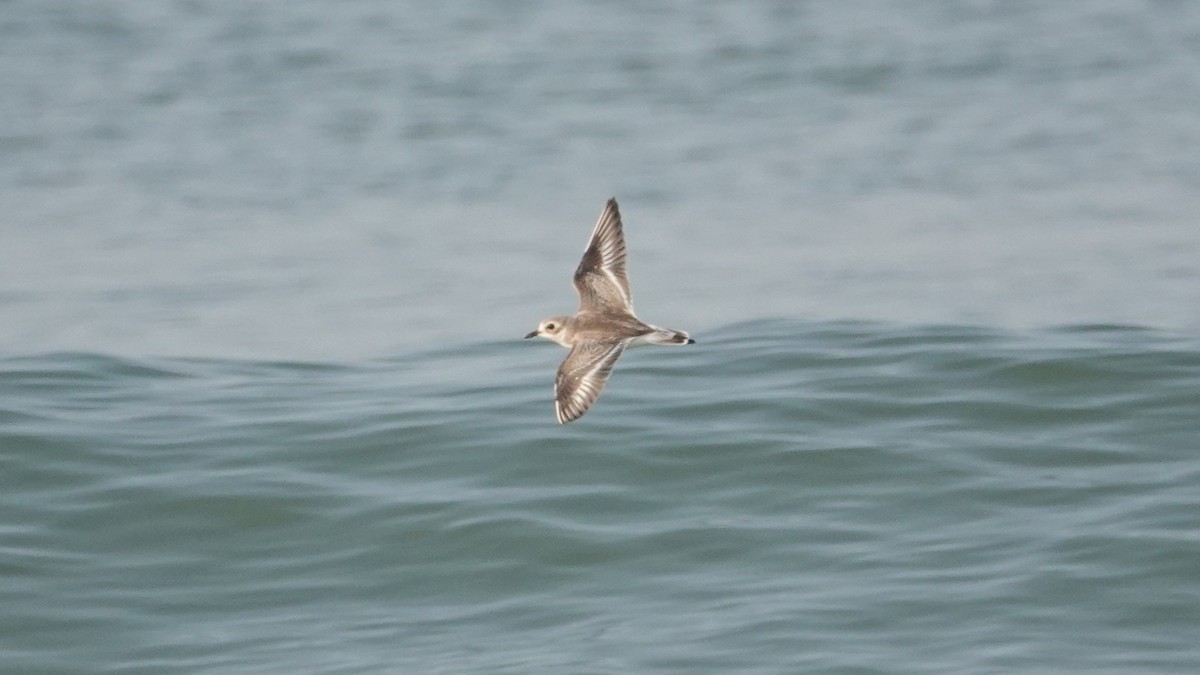 Tibetan Sand-Plover - ML647506973