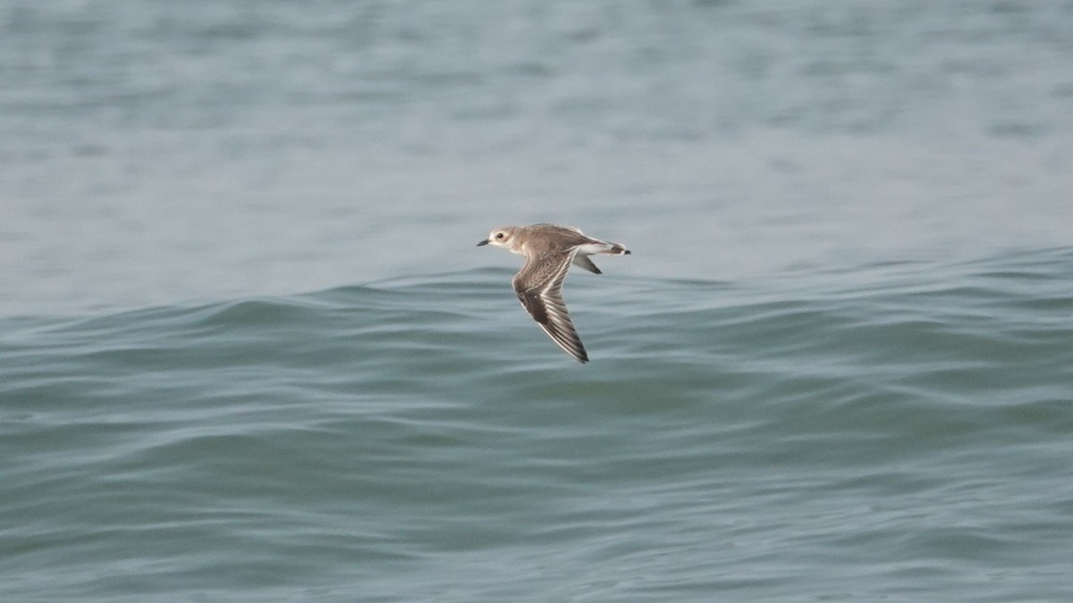 Tibetan Sand-Plover - ML647506974