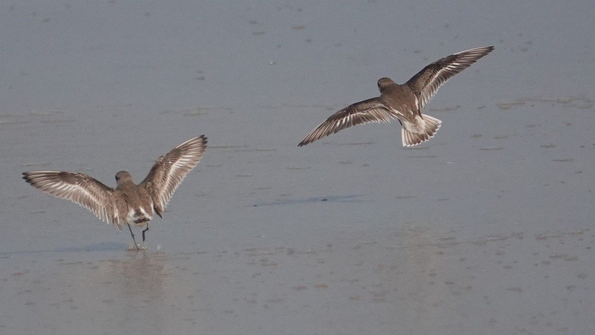 Tibetan Sand-Plover - ML647506975