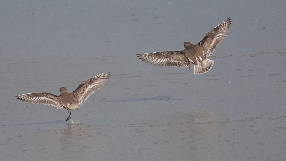Tibetan Sand-Plover - ML647506976