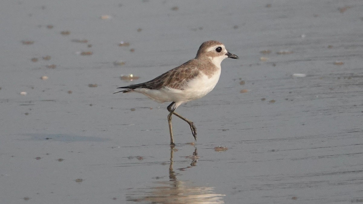 Tibetan Sand-Plover - ML647506977