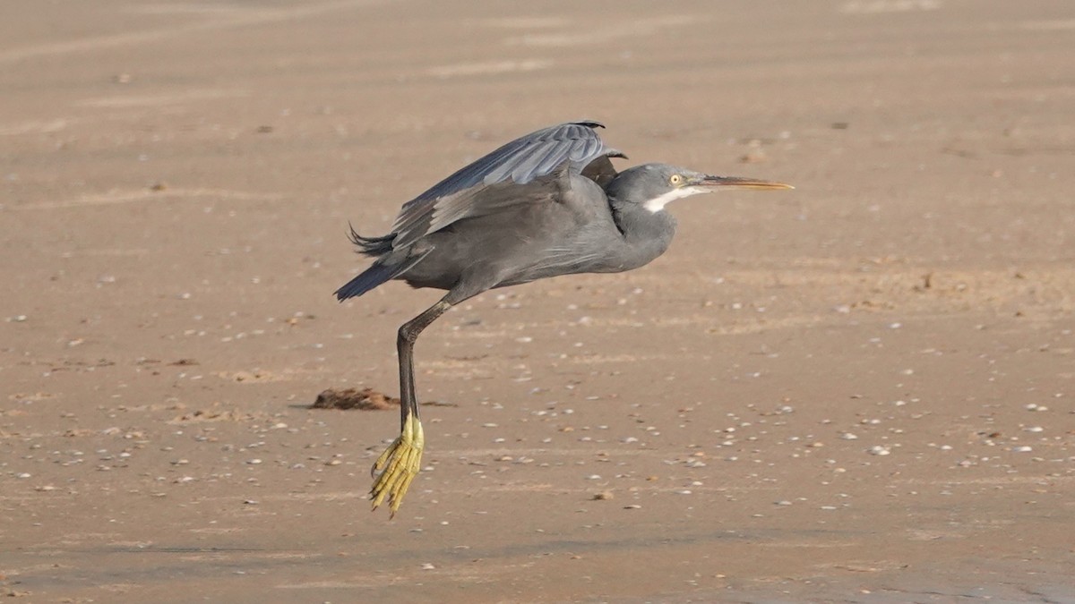 Western Reef-Heron - ML647506980