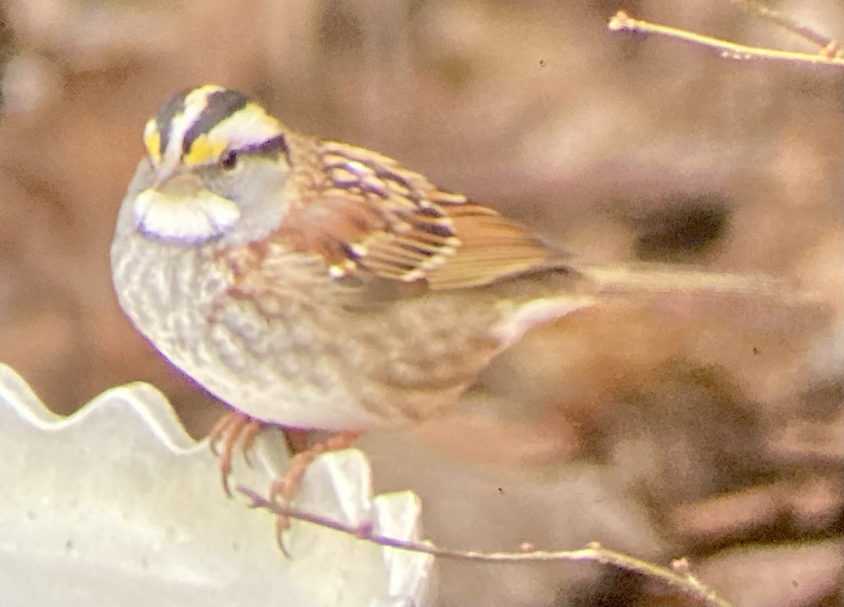 White-throated Sparrow - ML647506981