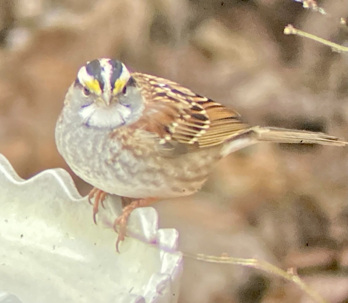White-throated Sparrow - ML647506983