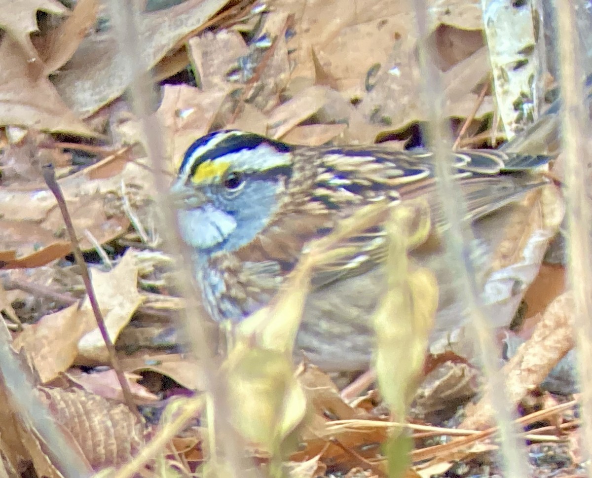 White-throated Sparrow - ML647506984